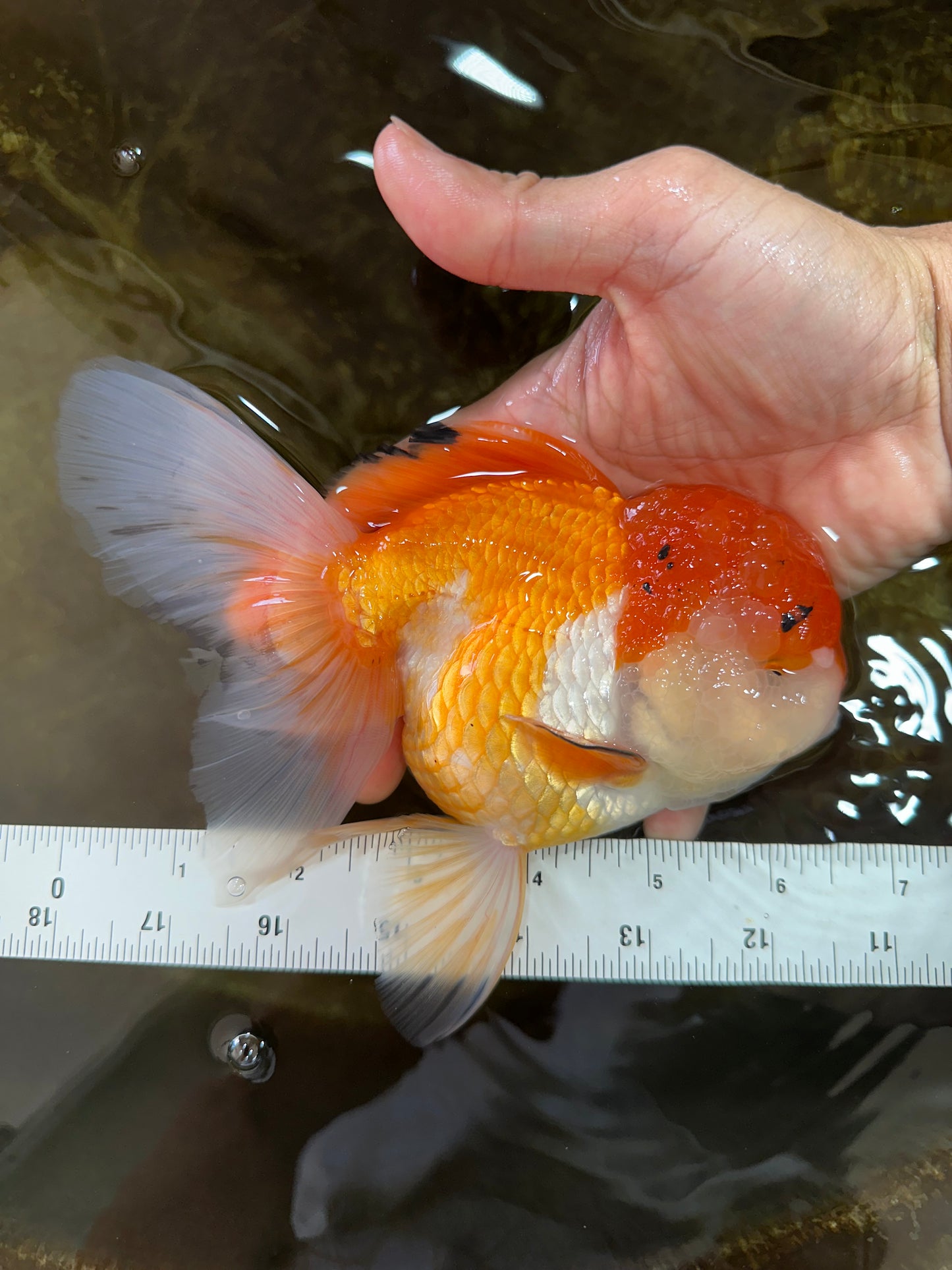 A Grade Orange White Oranda Female 6.5 inches #070425OR_22