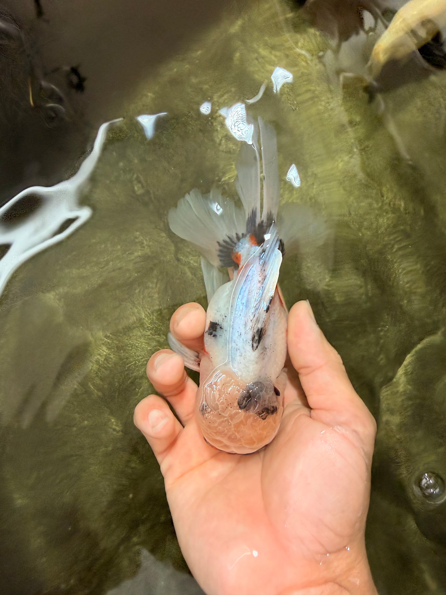 A Grade Marble Oranda Male 5.5-6 inches #082826OR_08