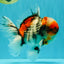 CHONKY AAA Grade Special Marble Oranda Male 6.5 inches #051526OR_01