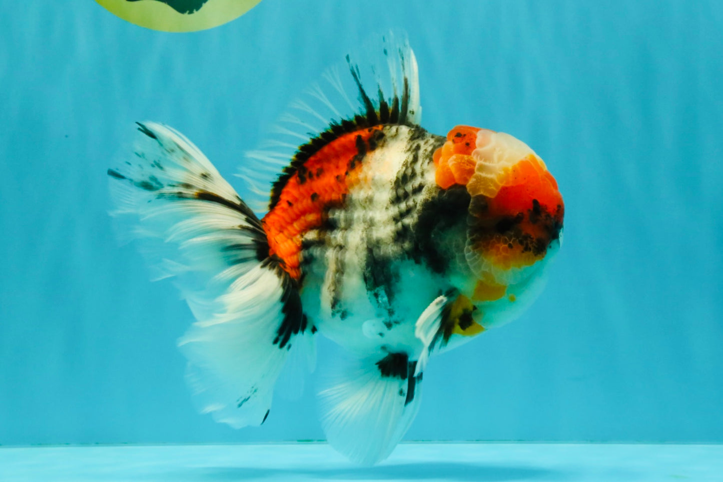 CHONKY AAA Grade Special Marble Oranda Male 6.5 inches #051526OR_01
