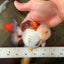 SUPER CUTE A Grade Tricolor Yuanbao Female 4.5-5 inches #082126YB_27