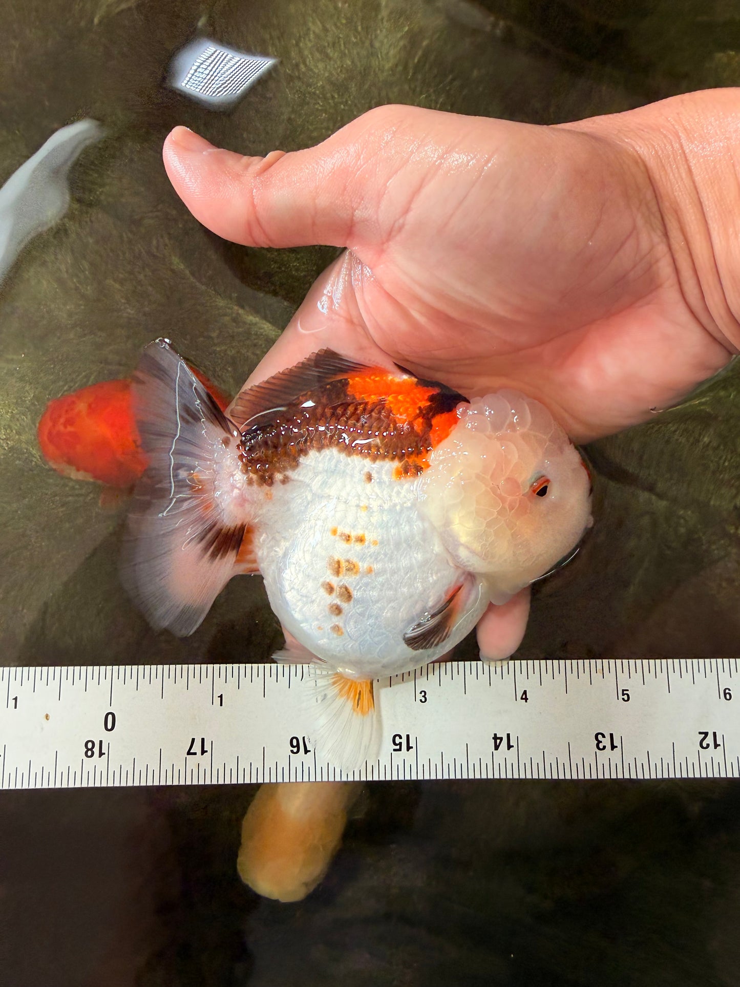 SUPER CUTE A Grade Tricolor Yuanbao Female 4.5-5 inches #082126YB_27