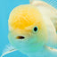 White Oranda Male 5.5 inches #052325OR_04