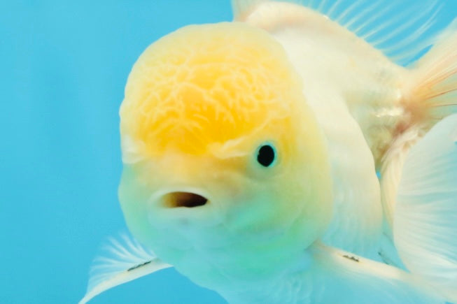 White Oranda Male 5.5 inches #052325OR_04