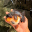 BATMAN AAA Grade Tricolor Yuanbao Male 4.5-5 inches #061926YB_33