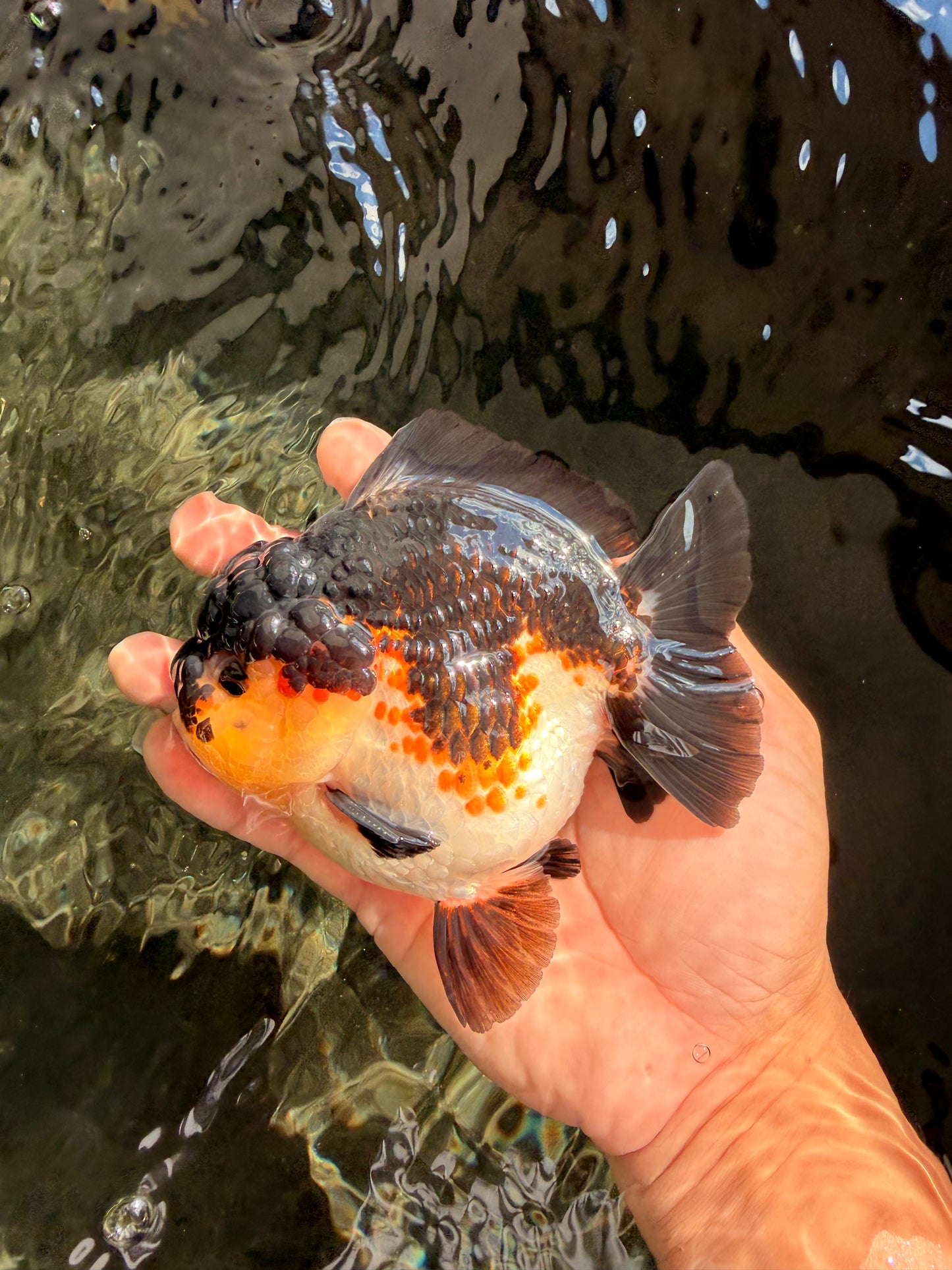 BATMAN AAA Grade Tricolor Yuanbao Male 4.5-5 inches #061926YB_33
