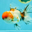 GIANT A Grade Calico Blue Base Oranda Male 7 inches #042426OR_10