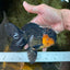 A Grade CHONKY Tricolor Oranda Male 6 inches #080125OR_26