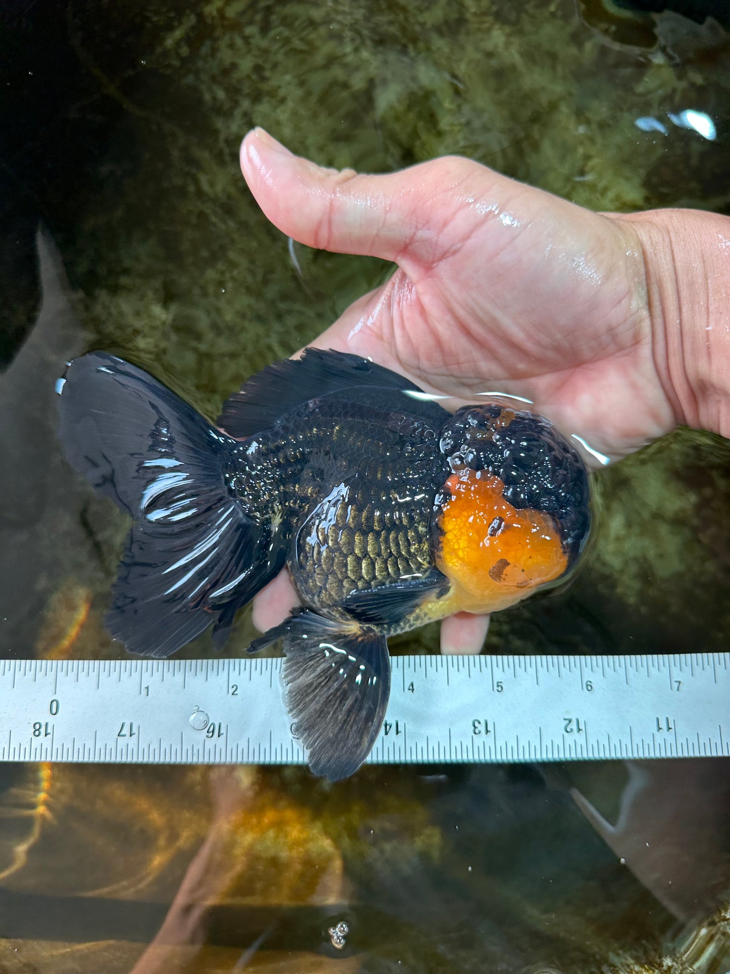 A Grade CHONKY Tricolor Oranda Male 6 inches #080125OR_26