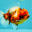 CHUNKY A Grade Calico Yuanbao Male 5.5-6 inches #051526YB_04