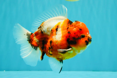 CHUNKY A Grade Calico Yuanbao Male 5.5-6 inches #051526YB_04