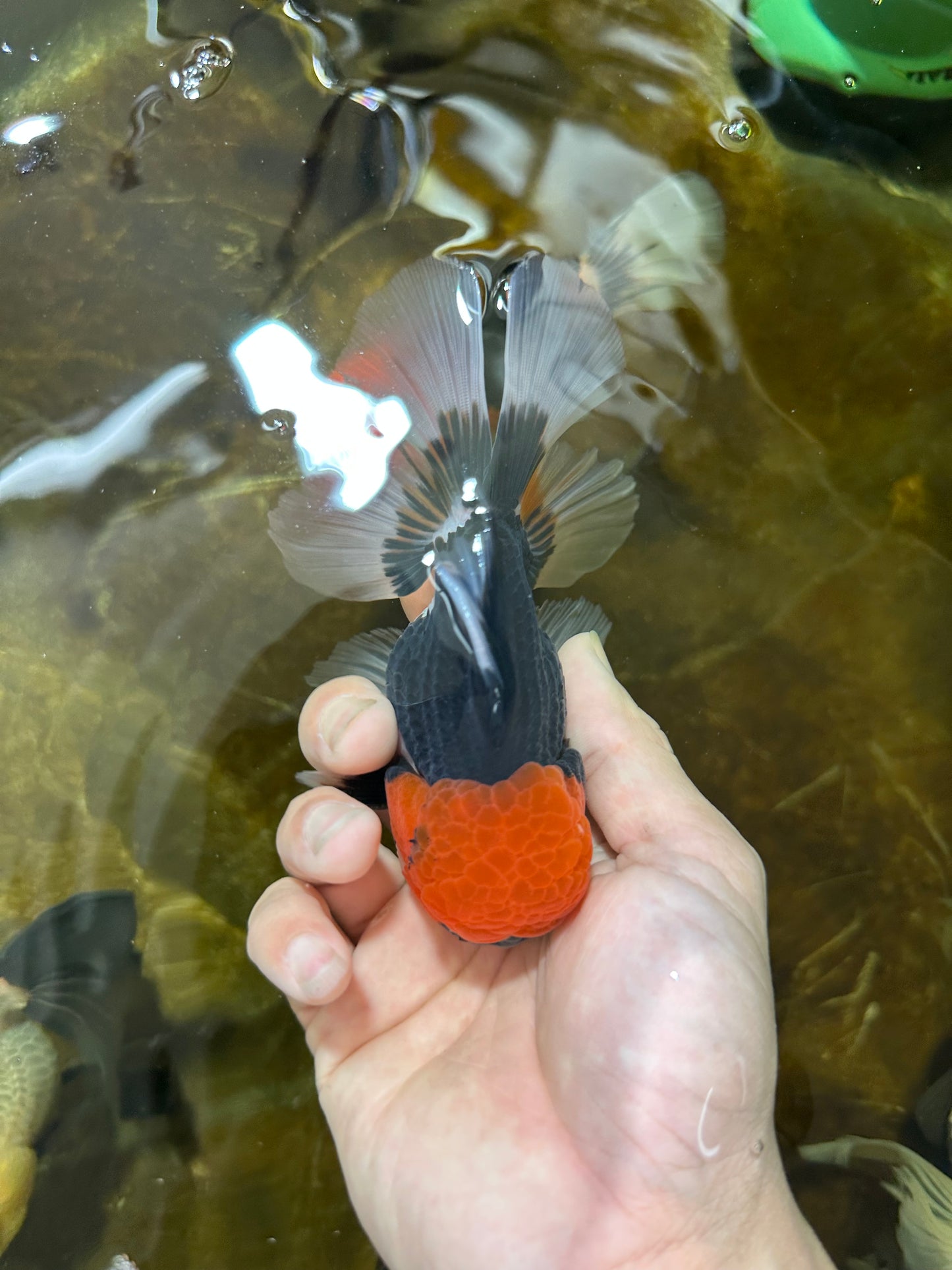 AAA Grade Tricolor Button Eyes Oranda Male 5 inches #080825OR_04