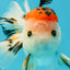 A Grade Tricolor Oranda Male 5 inches #041726OR_14