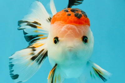 A Grade Tricolor Oranda Male 5 inches #041726OR_14