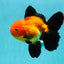 A Grade Apache (Black Orange) Oranda Male 5.5 inches #110124OR_09