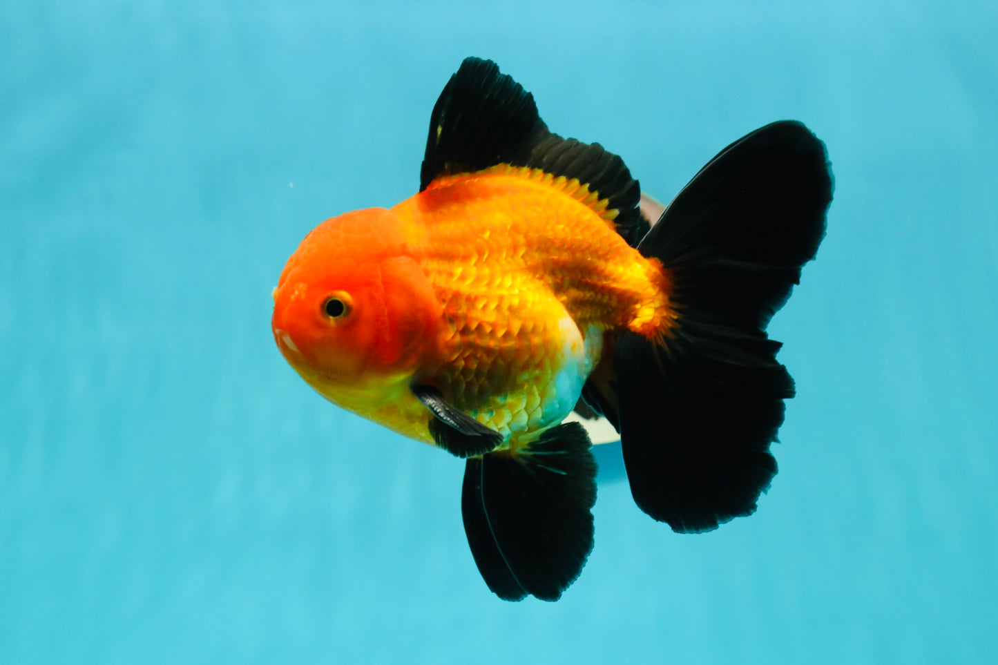 A Grade Apache (Black Orange) Oranda Male 5.5 inches #110124OR_09