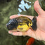 Apache Lionchu Female 4.5 inches #081426LC_25