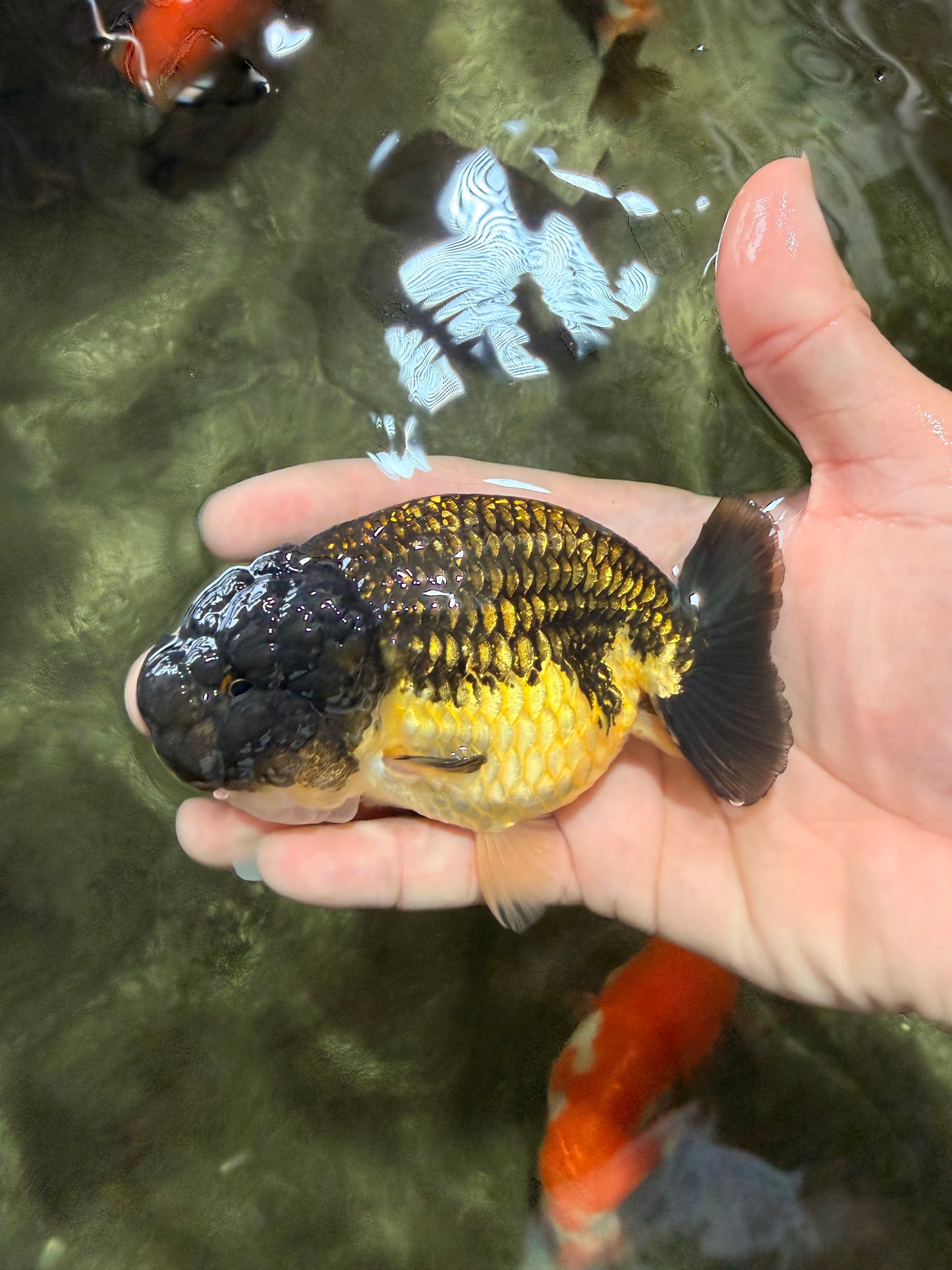 Apache Lionchu Female 4.5 inches #081426LC_25