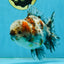 CHONKY AAA Grade Calico Kirin Oranda Male 5-5.5 inches #121225OR_03