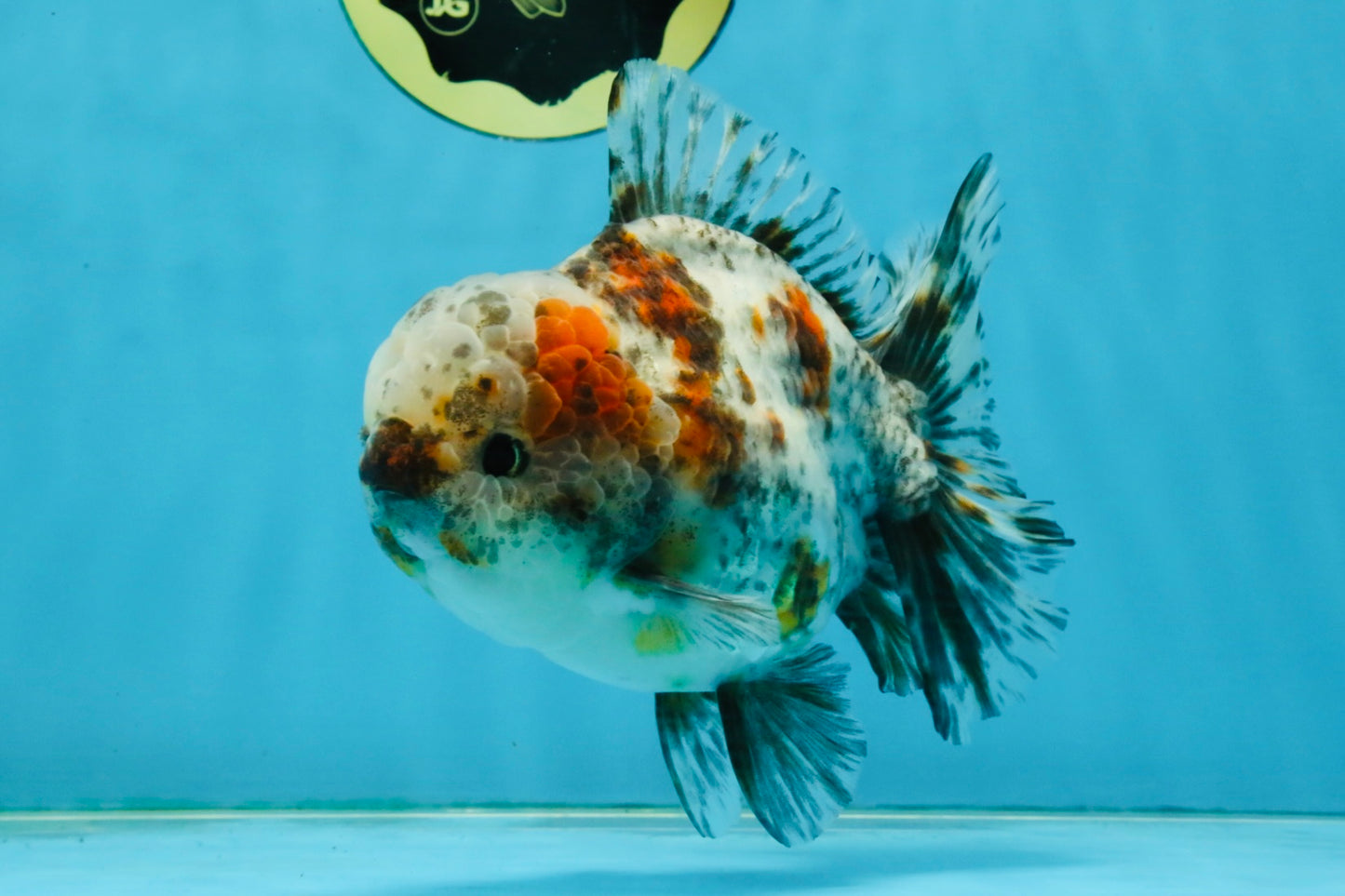 CHONKY AAA Grade Calico Kirin Oranda Male 5-5.5 inches #121225OR_03