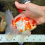 A Grade Kohaku Red White Oranda Male 5.5 inches #101626OR_12