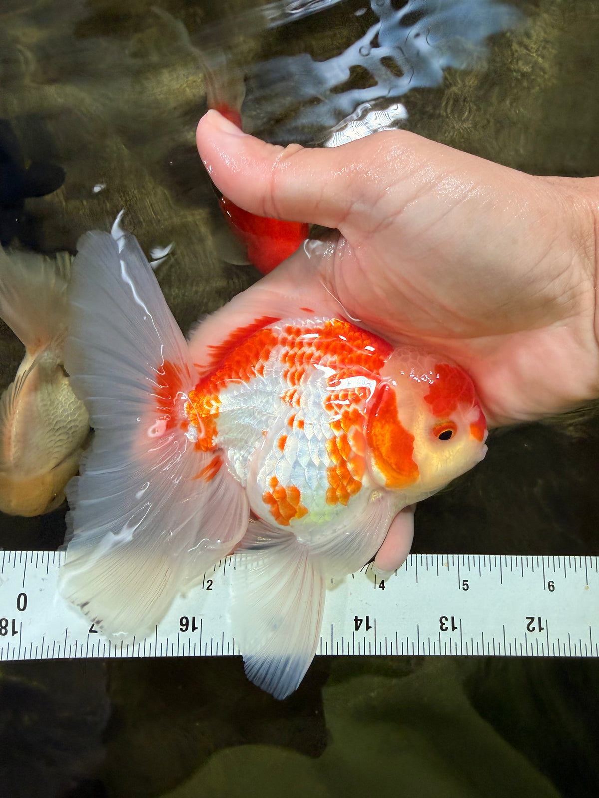 A Grade Kohaku Red White Oranda Male 5.5 inches #101626OR_12