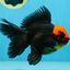 A Grade UNIQUE Red Head Oranda Male 5 inches #080125OR_29