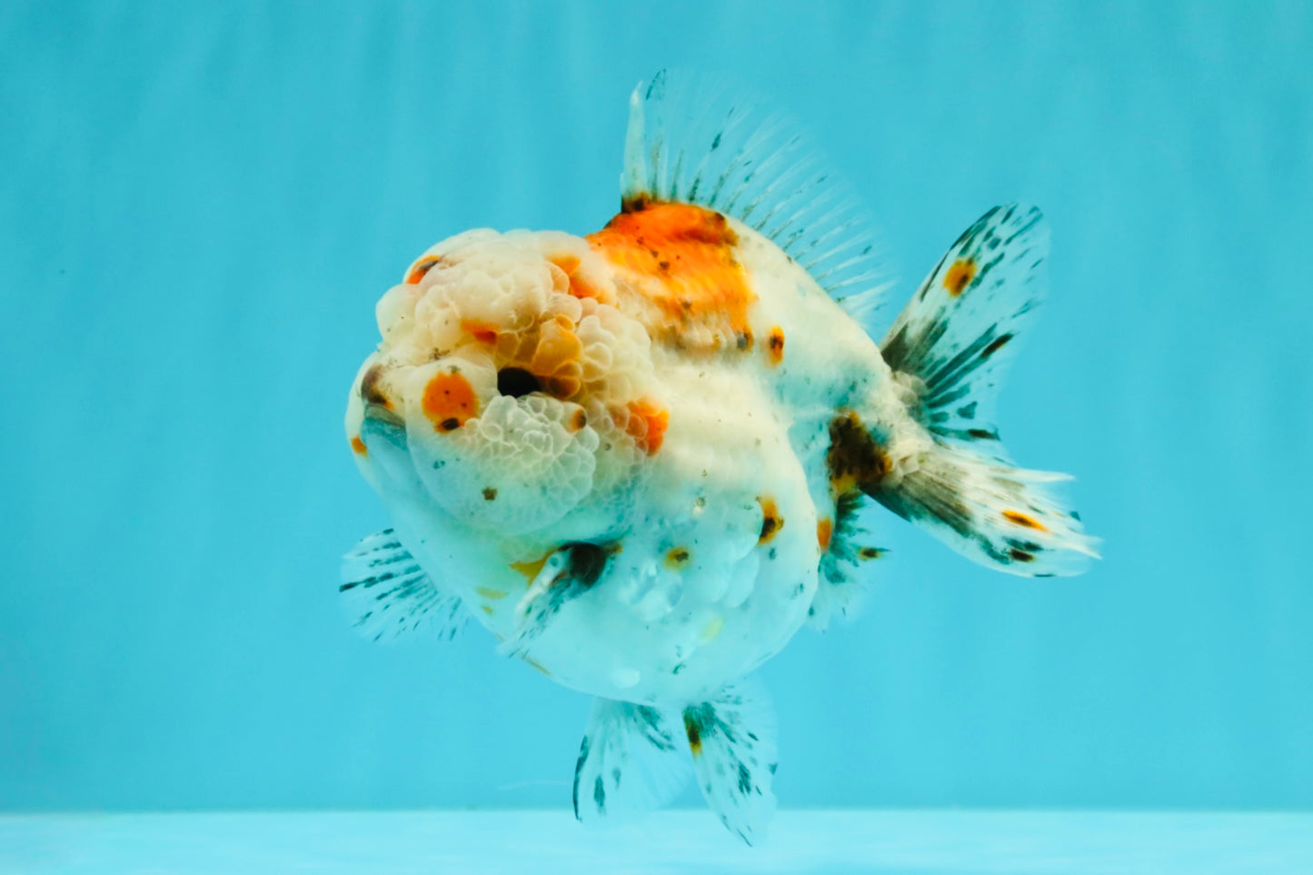 A Grade Calico Yuanbao Male 5-5.5 inches #032026YB_17