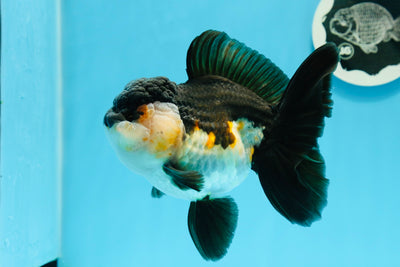 A Grade Bulldog Tricolor Oranda Female 5.5 inches #0614OR_21