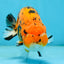 A Grade Tiger Ranchu Male 5 inches #062725LC_04
