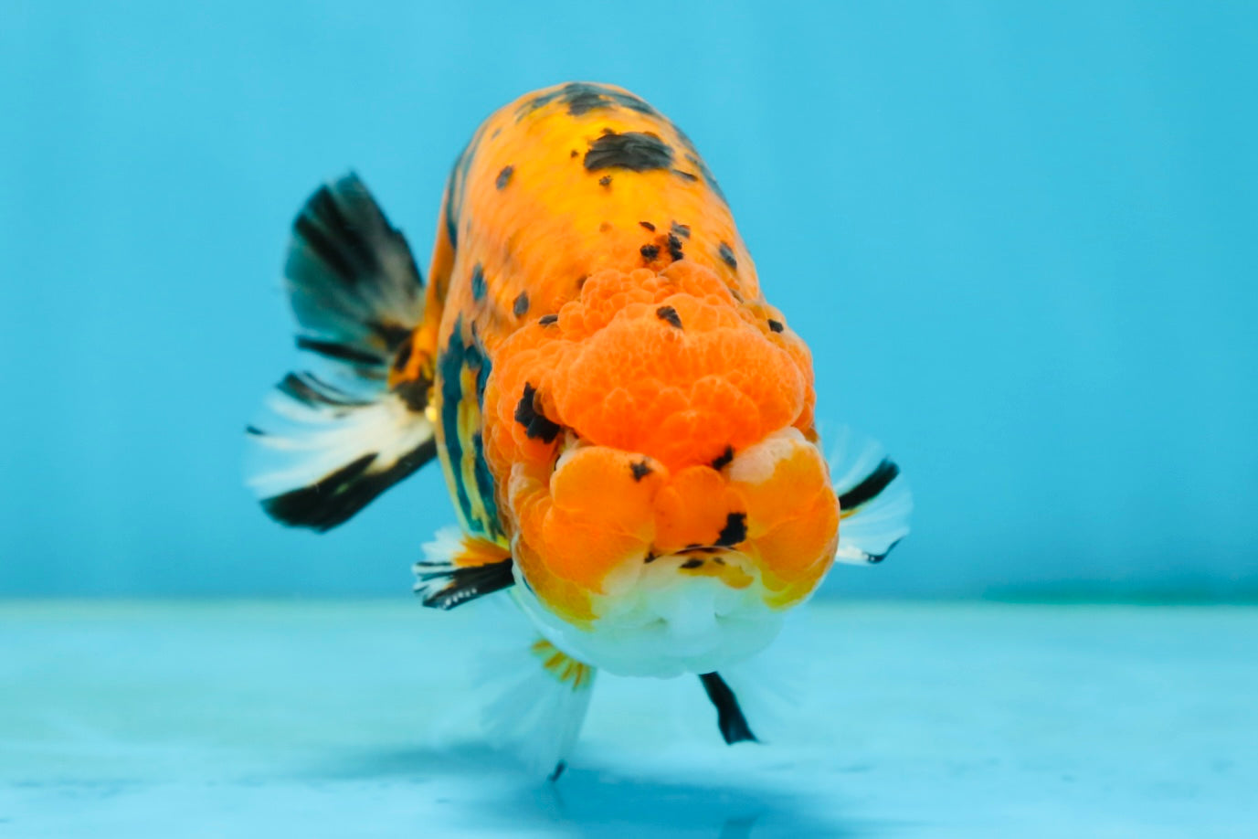 A Grade Tiger Ranchu Male 5 inches #062725LC_04