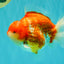 CHONKY AAA Grade Sakura Yuanbao Male 5-5.5 inches #100926YB_04