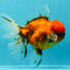 AAA Grade Sakura Long Tail Oranda Male 6.5 inches #030626OR_07