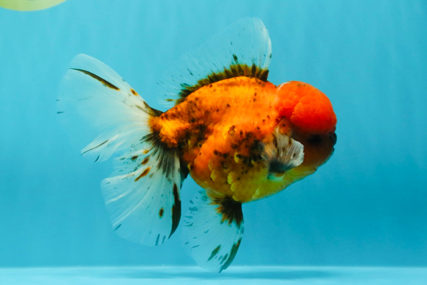 AAA Grade Sakura Long Tail Oranda Male 6.5 inches #030626OR_07