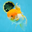 Orange White Oranda Female 5.5 inches #071125OR_07