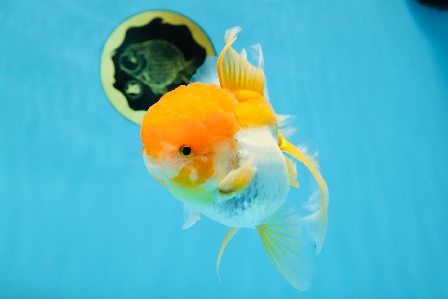 Orange White Oranda Female 5.5 inches #071125OR_07