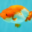 A Grade Red White LionKing 4.5 inches #070326LC_36