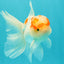A Grade Red White Oranda Male 5-5.5 inches #102326OR_22