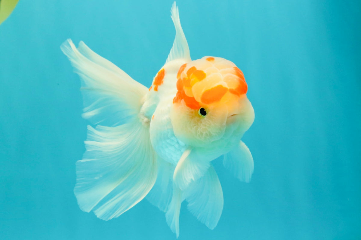 A Grade Red White Oranda Male 5-5.5 inches #102326OR_22