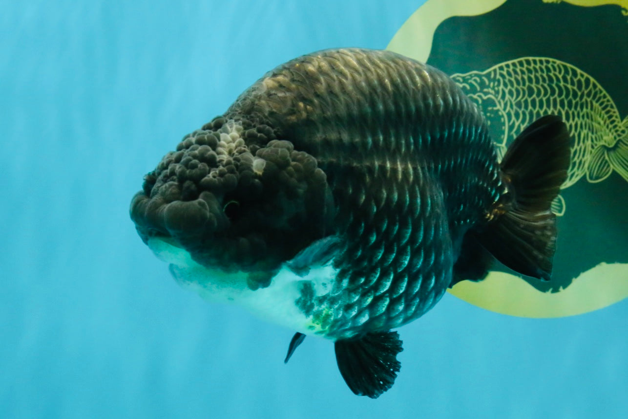 A Grade Blue Chinese Ranchu Female 5 inches #022726RC_22