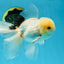 A Grade White Oranda Male 5.5 inches #052325OR_02