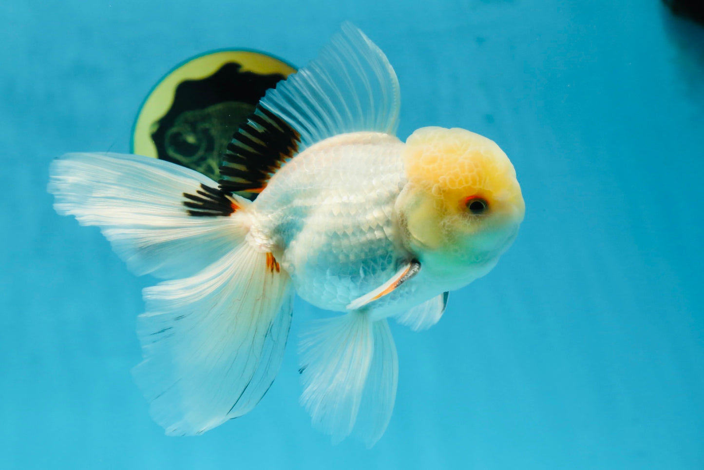 A Grade White Oranda Male 5.5 inches #052325OR_02