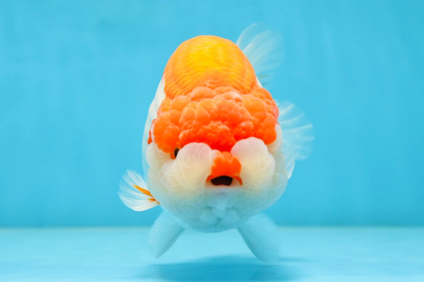 AAA Grade Red White LionKing 5.5-6 inches #081525LC_01