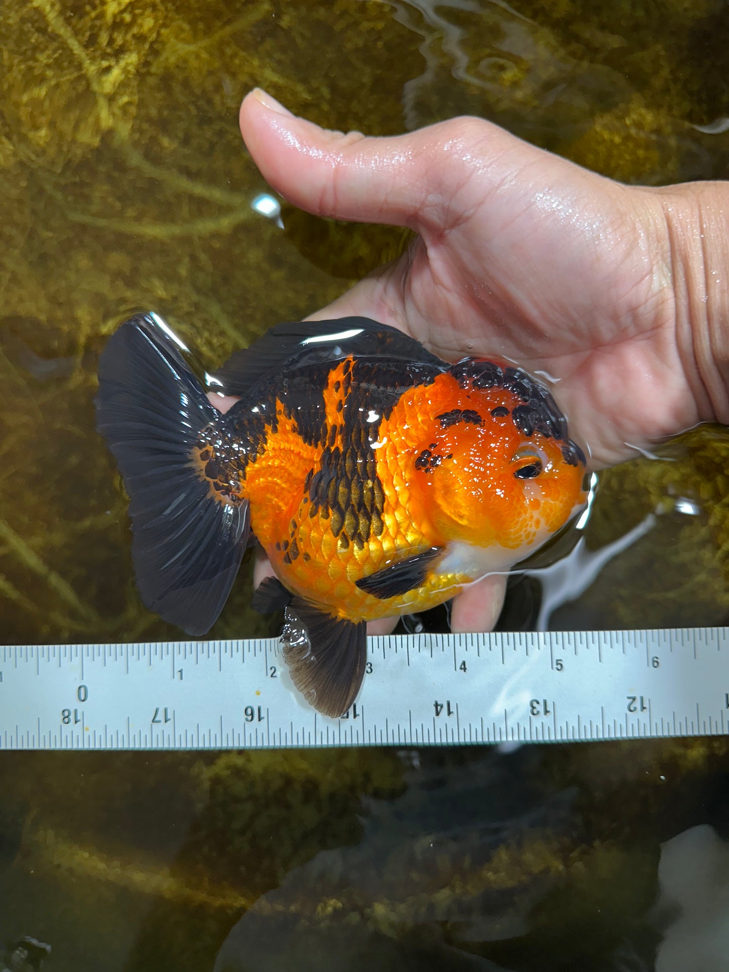 AAA Grade FIRE Apache Yuanbao Female 5-5.5 inches #091925YB_19