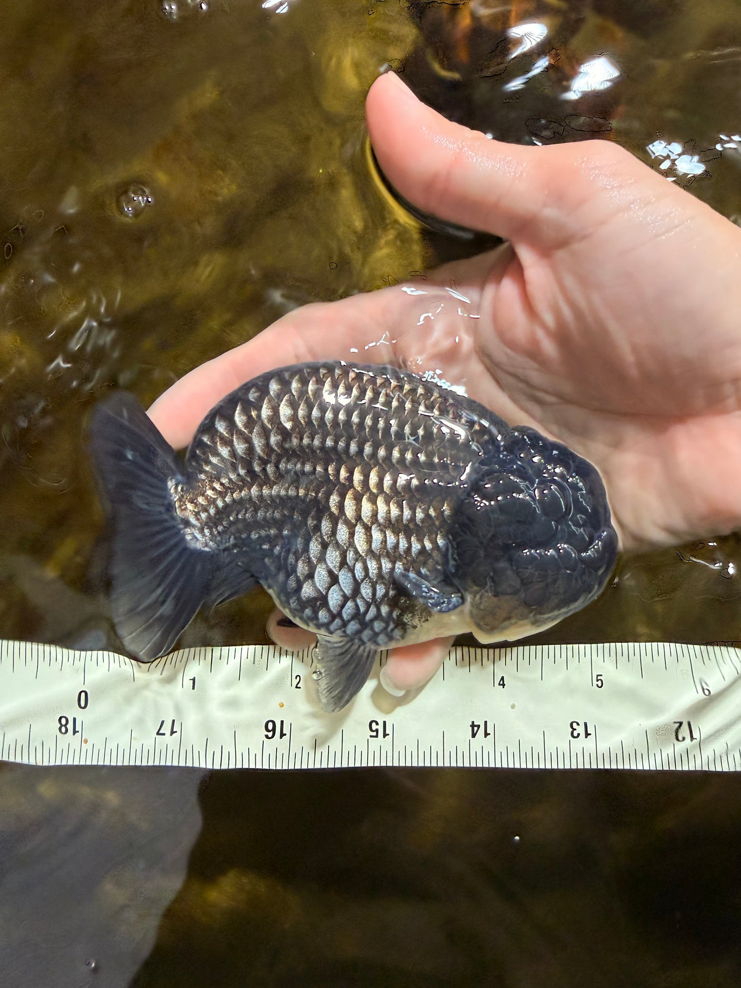 A Grade Black Blue LionKing 5 inches #103125LC_12