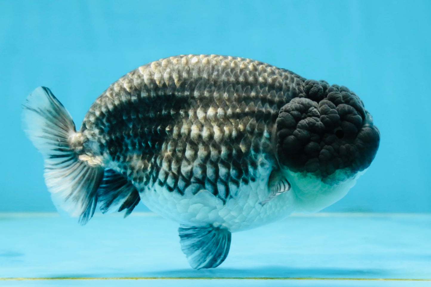 SPECIAL A Grade Black Blue LionQueen 5.5  inches #102425LC_07