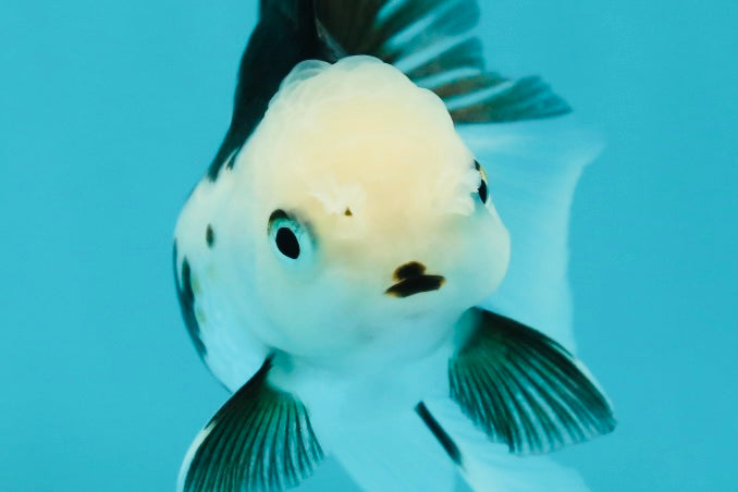 Solid White Black Panda Oranda Female 3-3.5 inches #1011OR_30