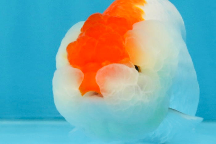 FLUFFY WEN AAA Grade Red White LionQueen 4 inches #112825LC_08