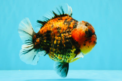 AAA Grade Godzilla Tiger Yuanbao Male 5.5-6 inches #031326YB_19