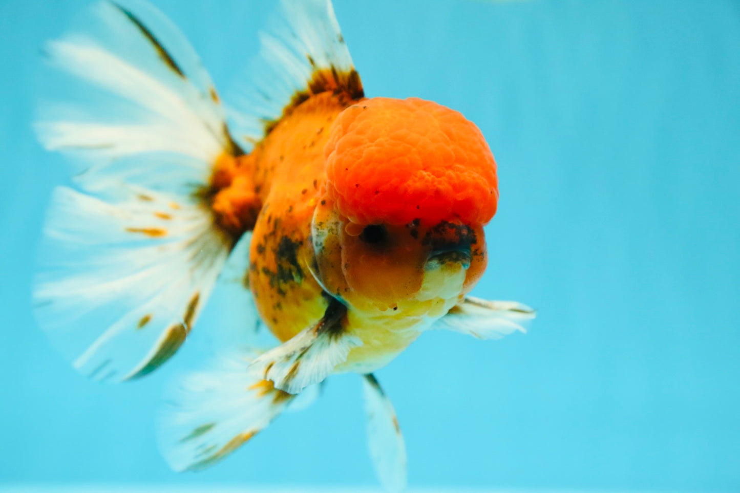 AAA Grade Sakura Long Tail Oranda Male 6.5 inches #030626OR_07